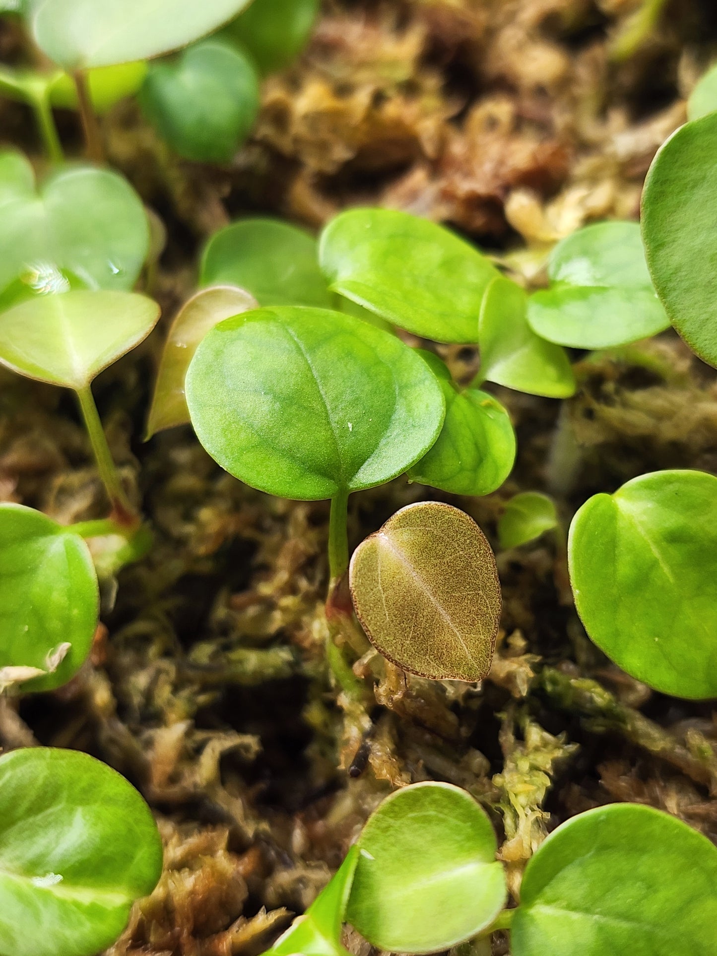 SKG Carlablackiae × Ace of Spades x Michelle f2