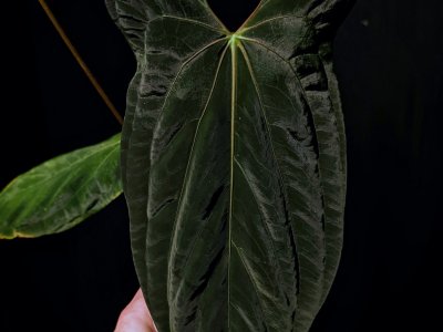 Anthurium Chick