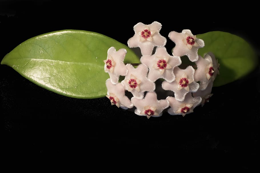Hoya Chick