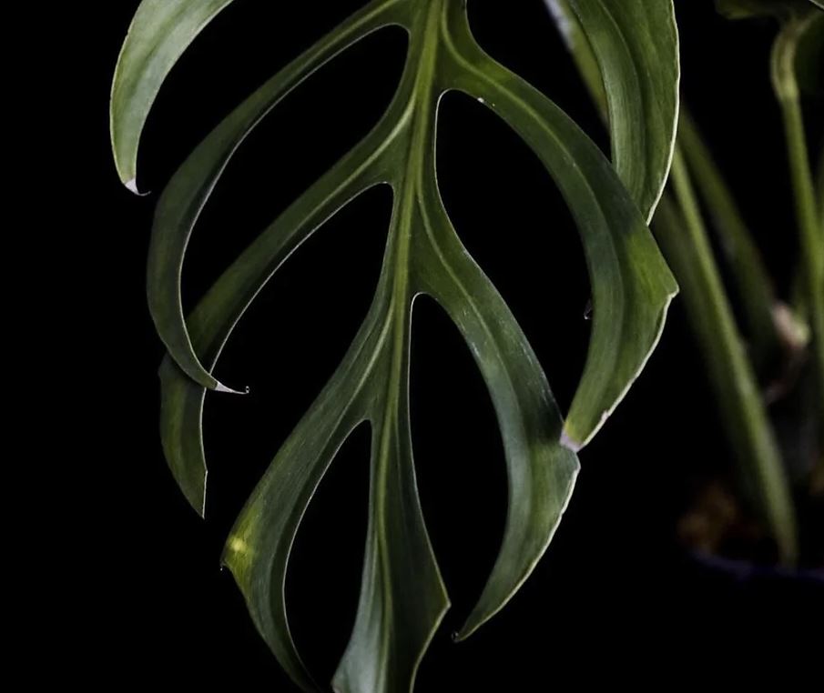 Monstera Chick