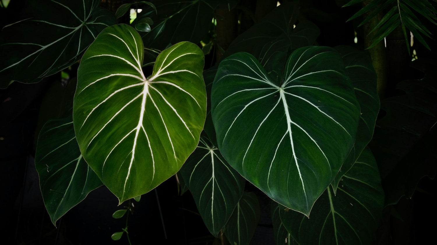 Philodendron Chick