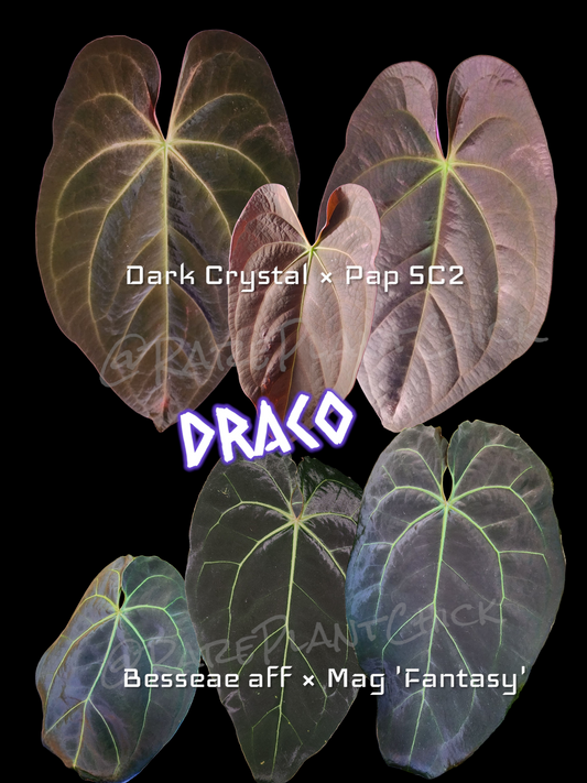 Anthurium DRACO