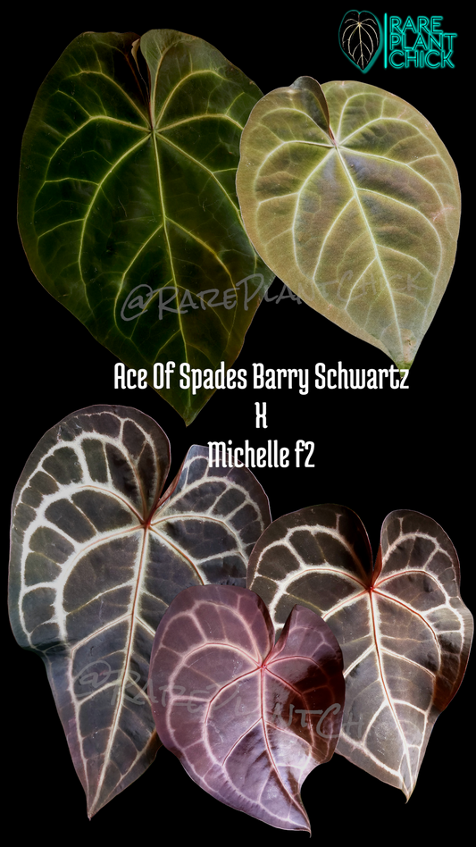 Ace of Spades BS x Michelle f2