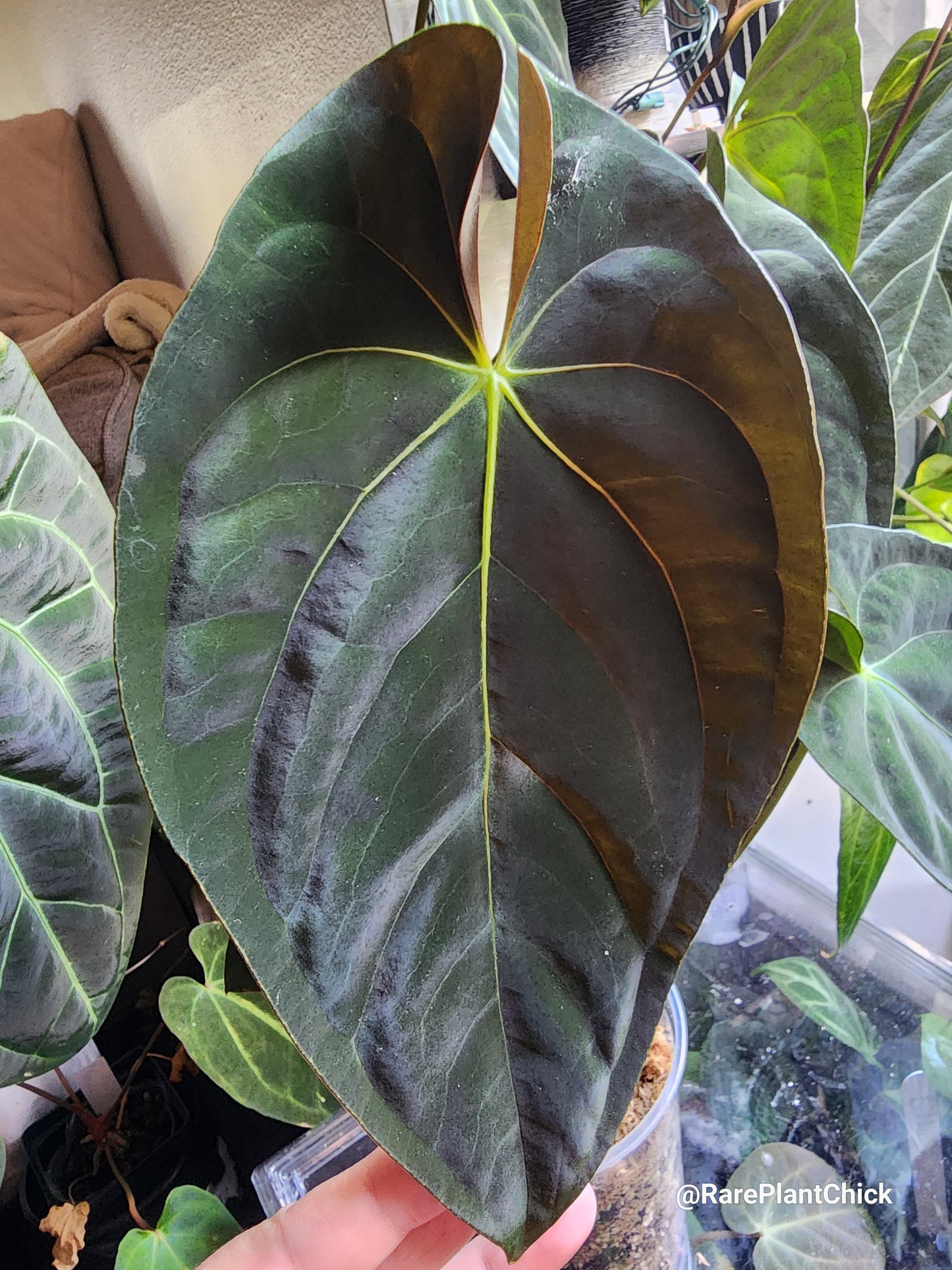 Papillilaminum Guna Yala