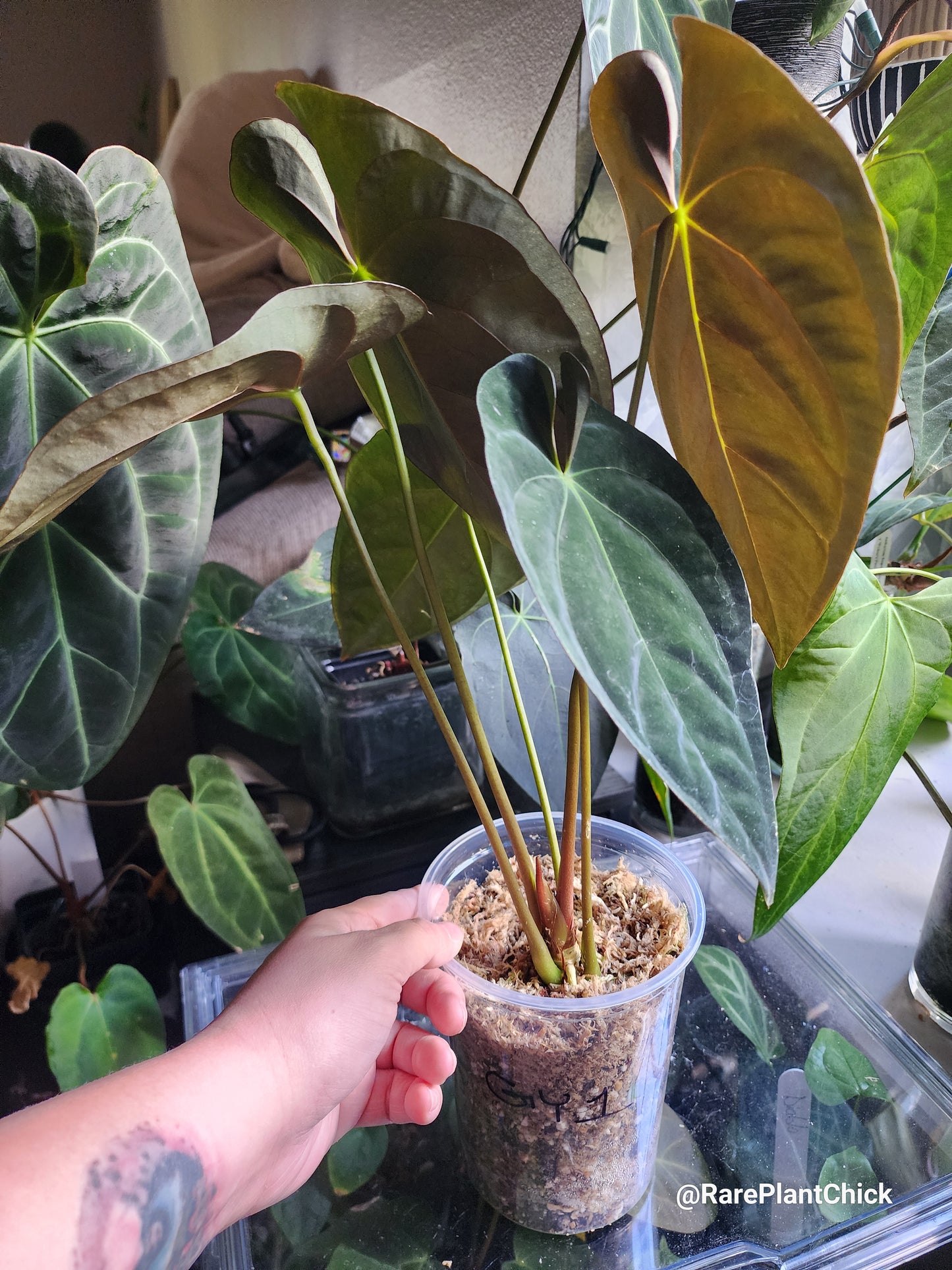 Papillilaminum Guna Yala