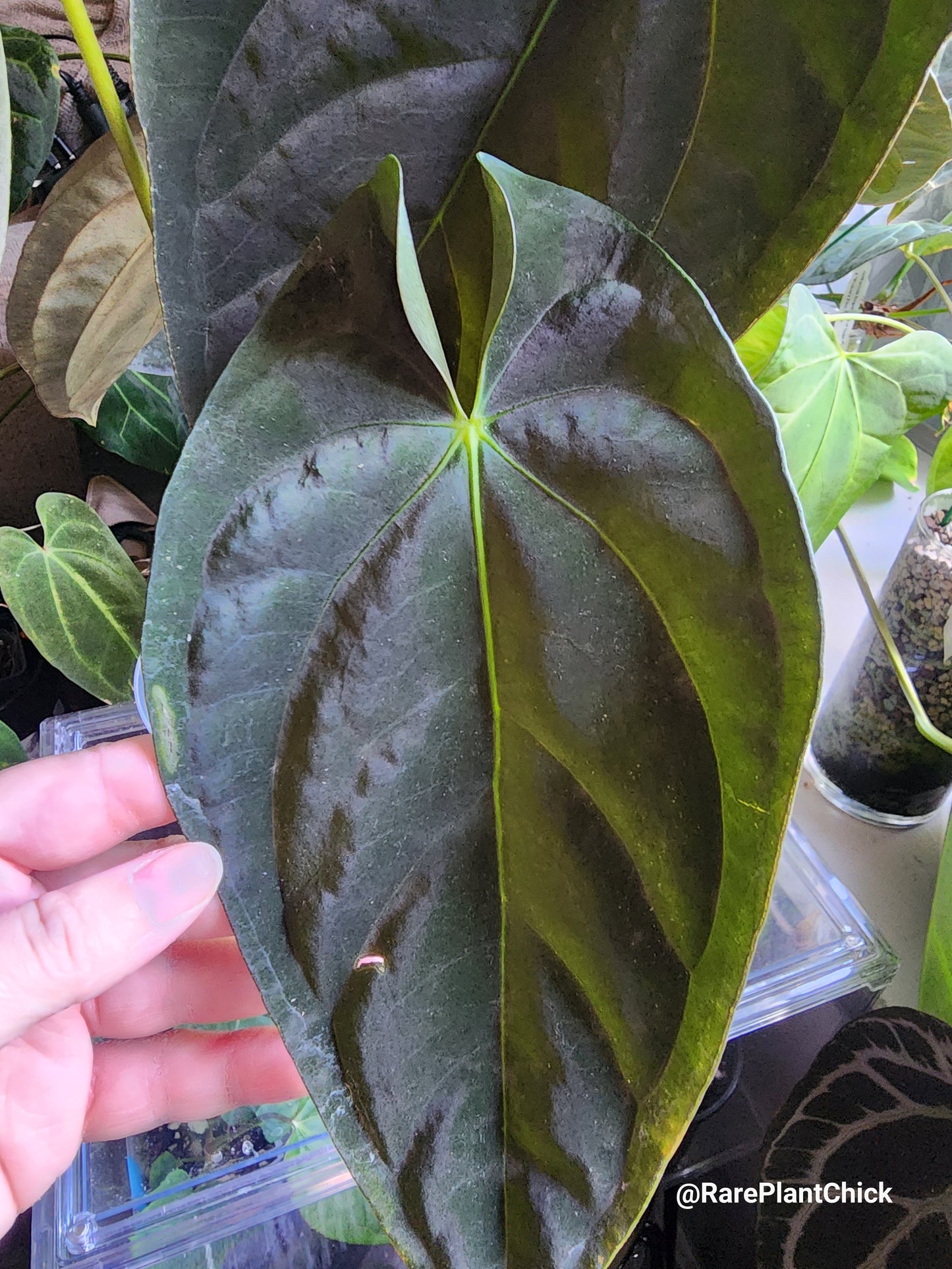 Papillilaminum Guna Yala