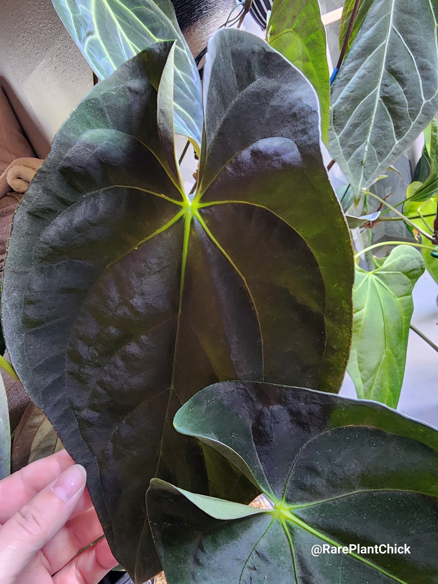 Papillilaminum Guna Yala