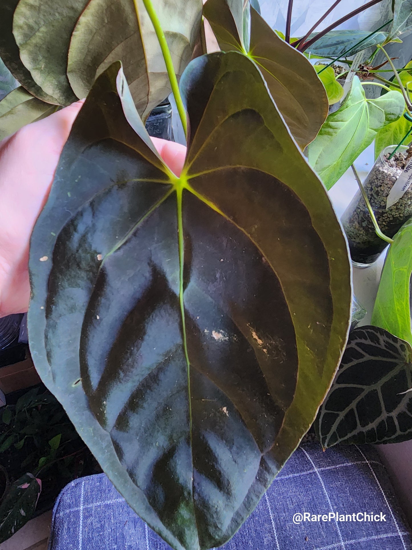 Papillilaminum Guna Yala