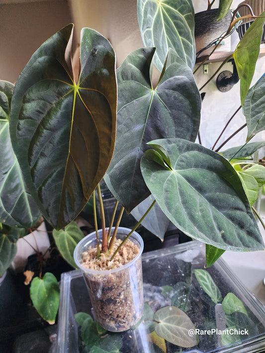 Papillilaminum Guna Yala
