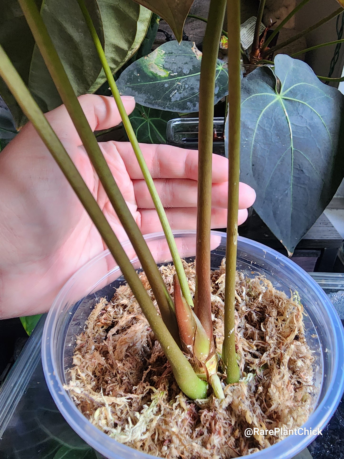 Papillilaminum Guna Yala