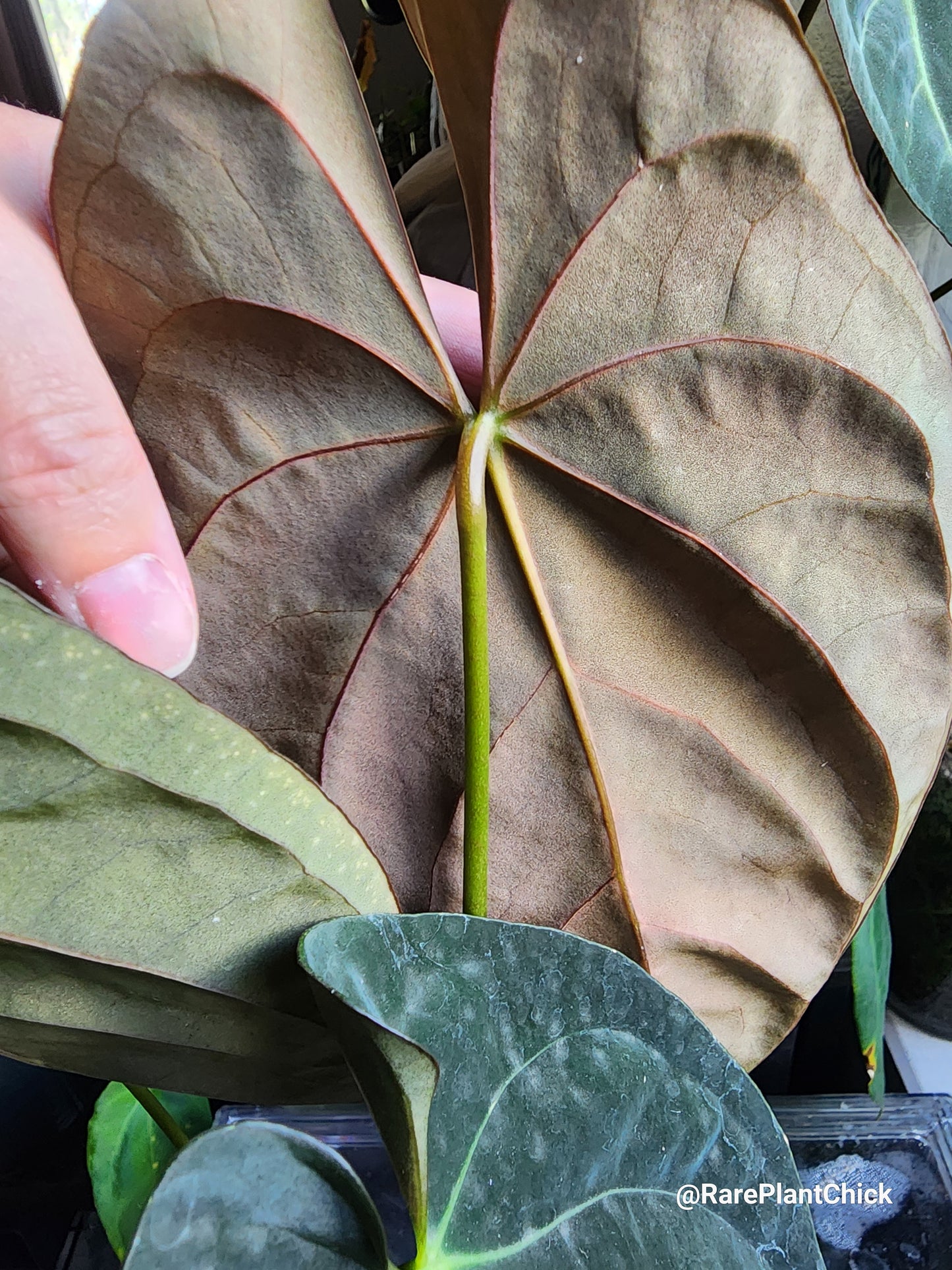 Papillilaminum Guna Yala