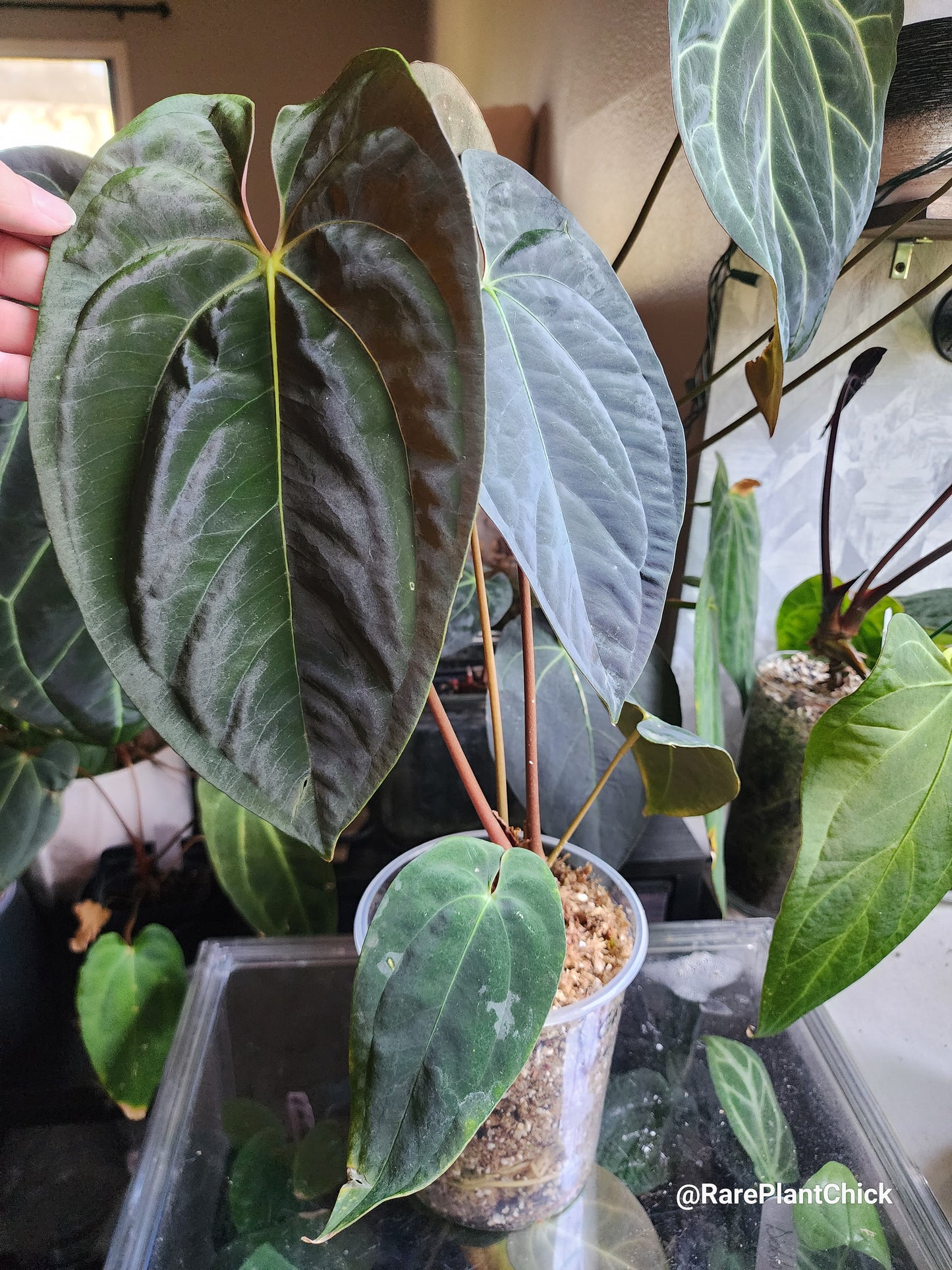 Papillilaminum Guna Yala