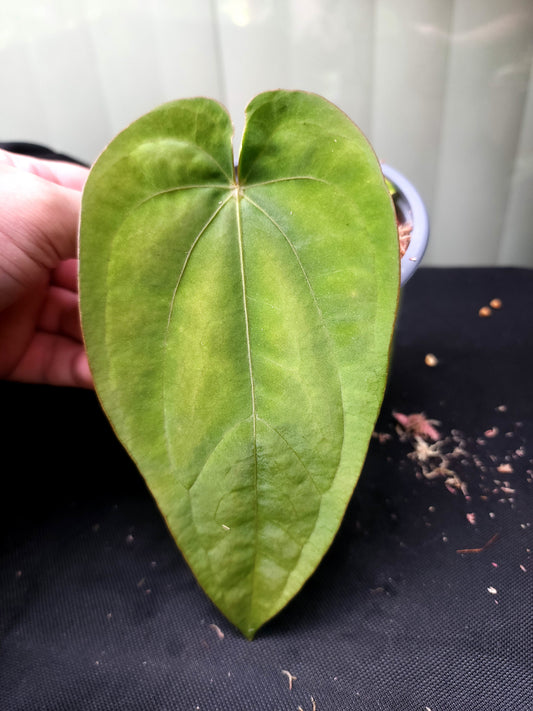 Anthurium Dressleri Rio Guanche Clone
