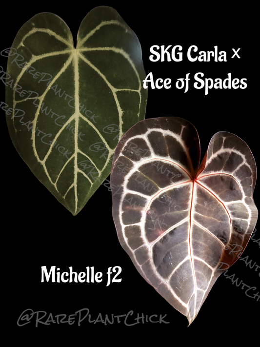 SKG Carlablackiae × Ace of Spades x Michelle f2