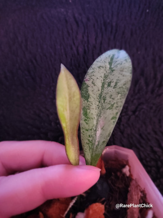 Hoya Argentella Luna