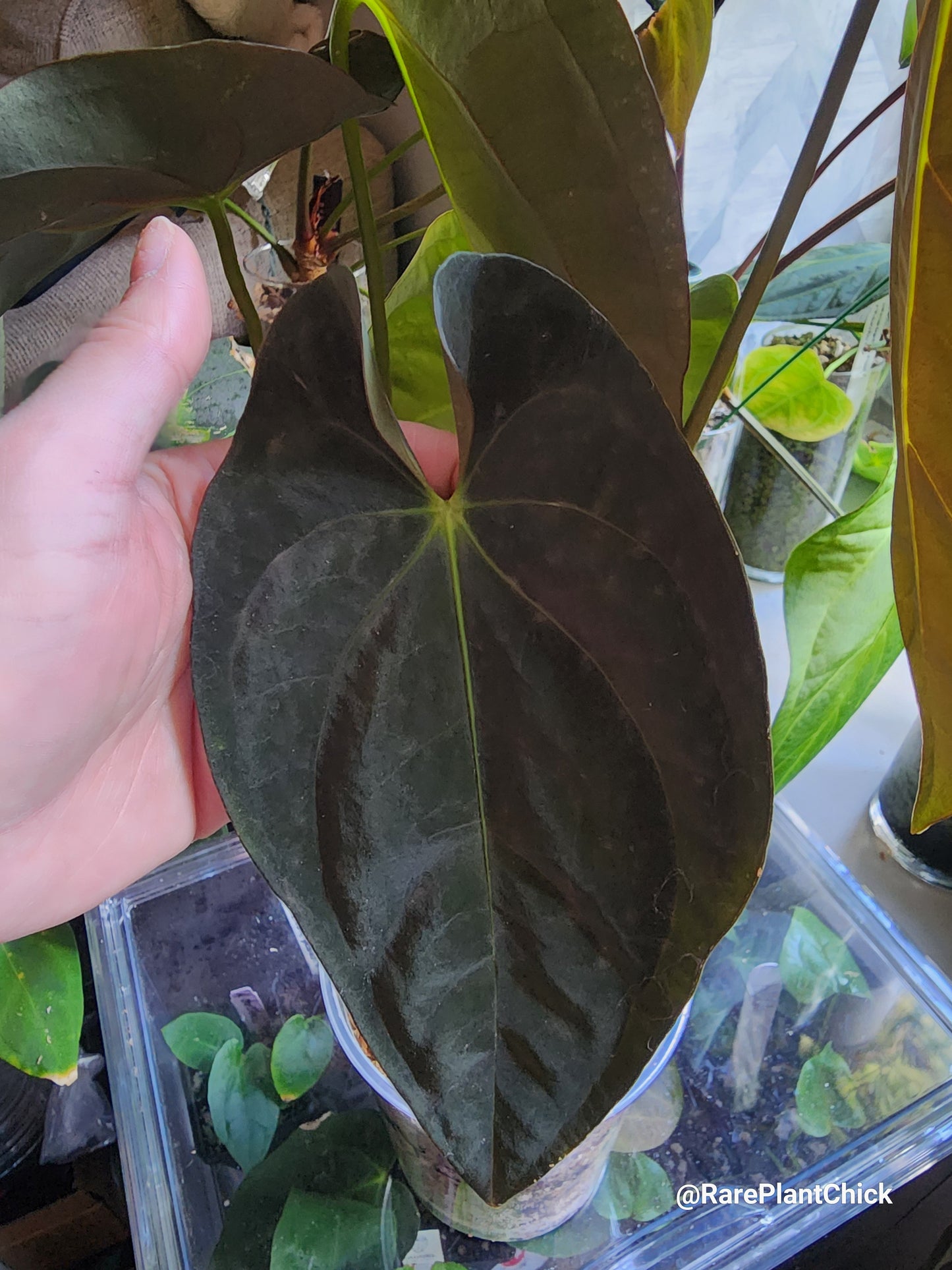 Papillilaminum Guna Yala